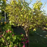 Livadi House Holiday home Theologos (Rhodes)