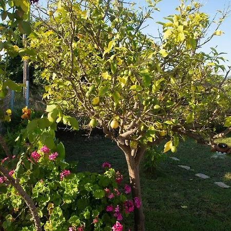 Livadi House Ferienhaus Theológos